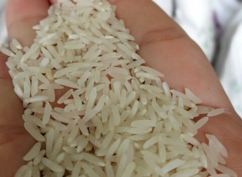 قیمت خرید برنج فجر گنبد + فروش ویژه